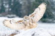 Siberian Eagle Owl landing down. Touch down to rock with snow Big owl with widely spread wings in the cold winter. Wildlife animal scene. Bubo bubo sibircus