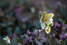 A Patch Of Yellow And Purple Hellebore Flowers