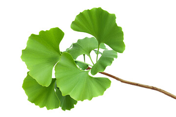 green ginkgo biloba leaves isolated on white background with full depth of field
