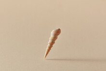 Natural Spire Shell With Shadow On Beige Background.