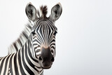 Fototapeta Konie - Zebra isolated on a white background close-up portrait. Studio animal photography.