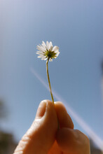 A Small Daisy Flower