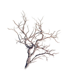 Sticker - Tree without leaves on a transparent background