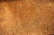 Goat fur close-up - Brown color texture