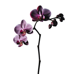 Wall Mural - Lone black orchid