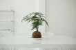 © Jeremiah Le/Stocksy - Kokedama Japanese art tree on the office table