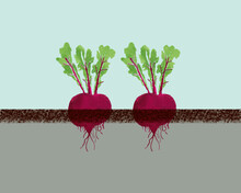 Two Beets Growing Out Of The Ground