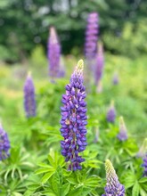 Stock Image Of Blooming Lupine Flowers In Spring