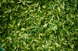 © AD Astra Team/Stocksy - Tea leaves after harvesting on tea plantations