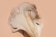 © Kate Ili/Stocksy - Oyster Mushroom