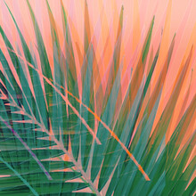 Modern Abstract Palm Tree Design In Pink And Green