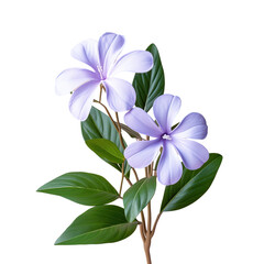 Wall Mural - Catharanthus roseus the Madagascar Periwinkle