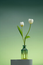 Closeup Of Group Of White Tulips In Glass Vase On White Table
