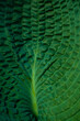 © ALAN SHAPIRO/Stocksy - hosta leaf