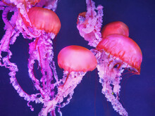 Orange And Pink Jellyfish In Dark Blue Water