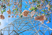 Metallic Power Transmission Tower And Flowers