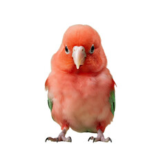 Newly Hatched Australian King Parrot Chick Facing Sideways With Closed Beak Alone On Transparent Background