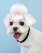 © Duet Postscriptum/Stocksy - A stylish portrait of a small dog after a visit to the grooming salon