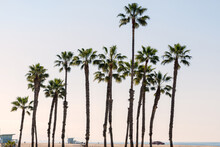 Palm Trees Line Venice Beach California