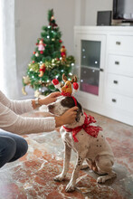 Woman Dressing Her Dog With Christmas Decorations
