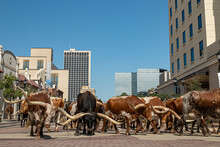 Longhorns Amarillo Texas