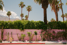 line of cactus in palm springs by pink fence