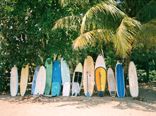 Surf Boards Lined Up By Palm Trees