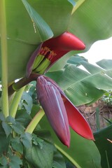 Wall Mural - Beautiful tropical banana flower on tree in Florida nature