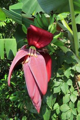 Wall Mural - Beautiful tropical banana flower on tree in Florida nature, closeup