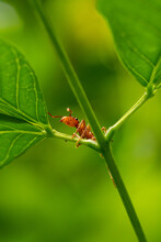 Portrait Of A Red Ant On A Branch