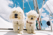 Two Dogs On Boat