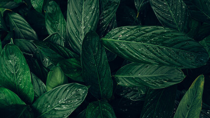 abstract green leaf texture, dark blue tone nature background, tropical leaf	
