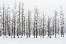 Bare Woodland Trees Against A Snow Covered Winter