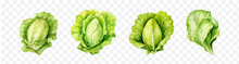 Lettuce Watercolor Graphic Transparent Isolated 