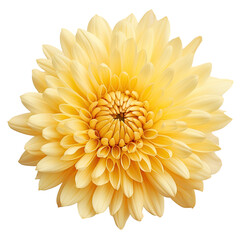 Poster - Yellow chrysanthemum with beautiful petals Dendranthemum grandiflorum on transparent background