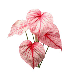Wall Mural - caladium leaves against transparent background