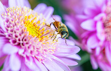 Bee On A Multicolored Pale Purple And Yellow Chrysanthemum