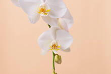 White Orchid Flowers Closeup
