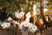 Pine Tree And Cactus Flowers