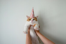 Hand Holding Cute Kitten Cat Wearing Birthday Hat