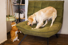 Playful Showdown. Golden Retriever And Ginger Tabby Cat's Funny Game.