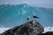 © John White/Stocksy - Pacific gulls on a rock. Wave breaking in the background. Australia.