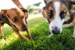 © Raul Navarro/Stocksy - dogs playing in the park