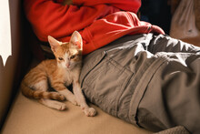 Adorable Orange Kitten Lying Down With His Owner
