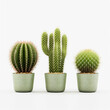 © Thi Le - Cactus collection on white background