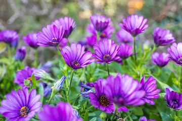 Poster - Dimorphotheca is a genus of plants in the family Asteraceae, native to Africa. is one of eight genera of the Calenduleae, with a centre of diversity in Southern Africa.