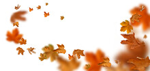 Falling Autumn Leaves As A Foreground, Png