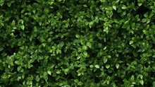 Background And Texture Of The Wall Of Natural Green Small Leaves. Eco Wallpaper