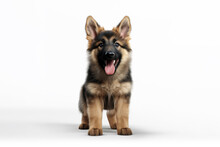A Puppy German Shepherd Dog Isolated On White Background. 