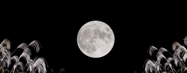 the harvest moon and japanese pampas grass.
